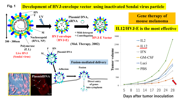 Development of HVJ-envelope vector using inactivated Sendai virus particle