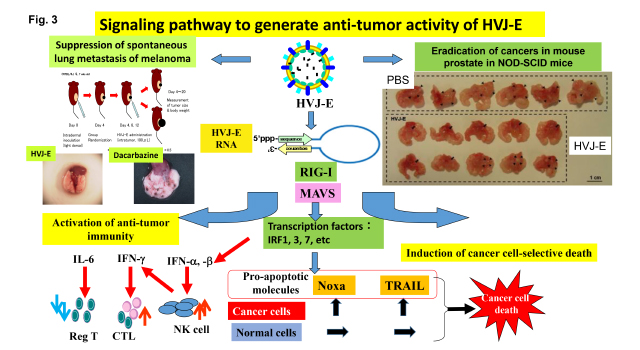 Signaling pathway to generate anti-tumor activity of HVJ-E