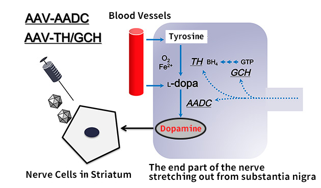 Synthesizing process of dopamine in the body