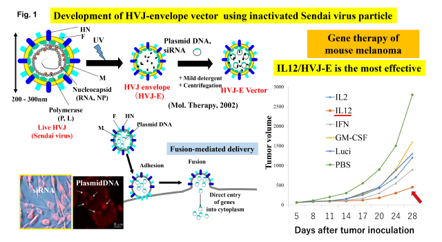 HVJ-E as a novel anti-cancer reagent_fig1