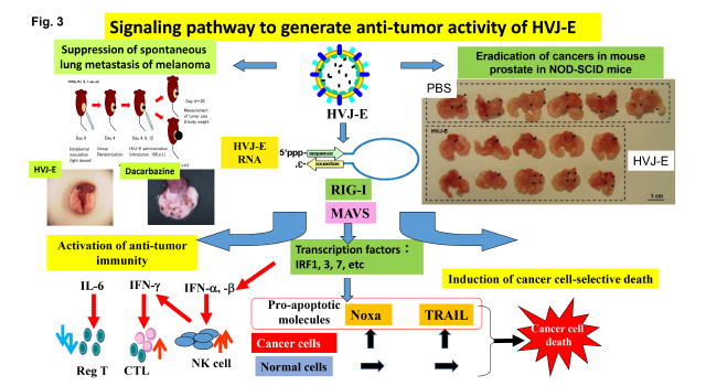 新規免疫治療剤HVJ_図3