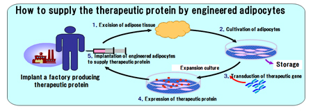 How to supply the therapeutic protein by engineered adipocytes