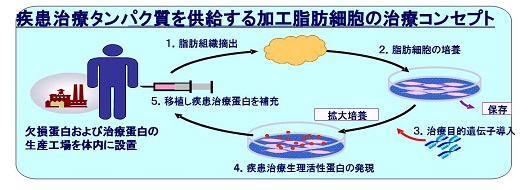 加工脂肪細胞の治療コンセプト