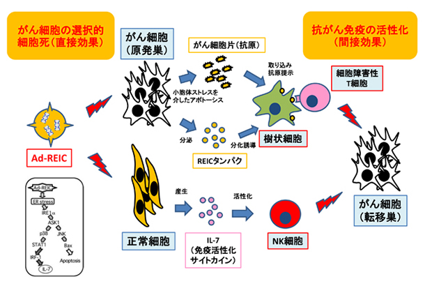 杏林製薬研究_悪性腫瘍に対するREIC/Dkk-3遺伝子治療