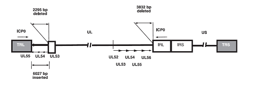 Nagoya University Graduate School of Medicine Cancer Immune Therapy Research Center Fig.01