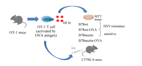 Nagoya University Graduate School of Medicine Cancer Immune Therapy Research Center Fig.02