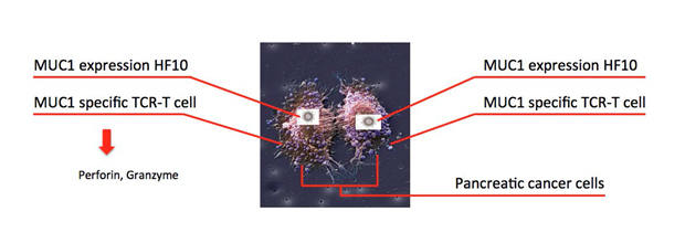 Nagoya University Graduate School of Medicine Cancer Immune Therapy Research Center Fig.03